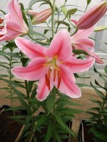 [4209 Lodi No02.JPG]